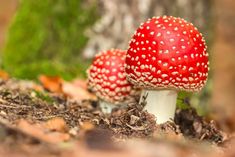 This Psychedelic Mushroom Cannot Be Banned Because It Grows Everywhere #muscaria #psychedelicmushrooms #psychedelic #mushrooms #amanitamuscaria #amanita #muscarin #flyagaric #agaric #shrooms Edible Wild Mushrooms, Types Of Forests, Growing Mushrooms At Home, Giant Mushroom, Mushroom Cultivation, Amanita Muscaria, Uplifting Thoughts, Tropical Gardens, Pot Plants