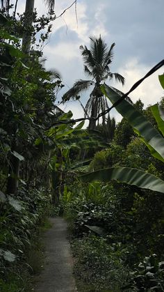 a path in the jungle with palm trees on either side and blue sky above it