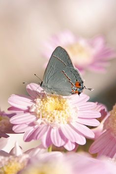 a blue butterfly sitting on top of a pink flower