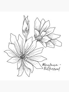 a black and white drawing of two flowers with the words montana bitteron on it