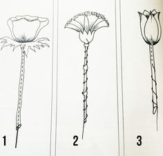 four different types of flowers are shown in the book's title page, with numbers on each side