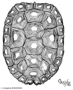 a black and white drawing of a tortoise shell