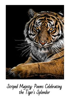 a close up of a tiger on a black background with the words striped malgy poem celebrating the iger's splenor