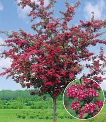 a tree with pink flowers in the middle of a green field and blue sky above it