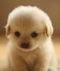 a small white puppy sitting on top of a wooden floor next to a wall and looking at the camera