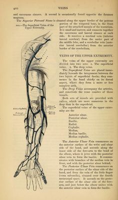 an old book page showing the muscles and their major vessels, including the upper limb