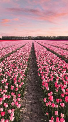 a field full of pink tulips with the sky in the background at sunset