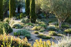 a garden with lots of trees and bushes