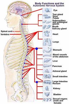 - Vintage Poster, - Various sizes. - Meaningful gift for friends - Great decoration ideas for living room, bedroom, office... Punkty Spustowe, Bolesti Chrbta, Craniosacral Therapy, Spine Health, Autonomic Nervous System, Human Anatomy And Physiology, Medical Anatomy, The Nervous System, Body Anatomy