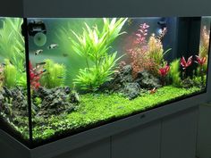 an aquarium filled with lots of green plants