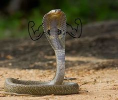 a snake with its head in the shape of a heart on it's back