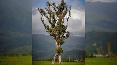 a tall tree in the middle of a green field with mountains in the back ground