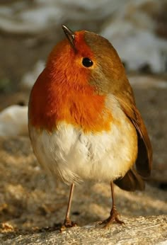 a red and white bird standing on top of a rock