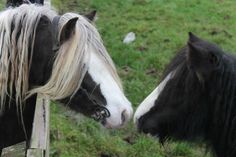 two horses standing next to each other on a lush green field