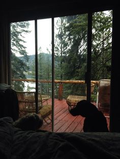 a dog is sitting on the deck looking out at the water and trees outside his bedroom window