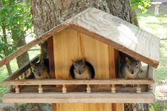 three squirrels in a bird house hanging from a tree