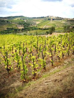 rows of vines in the middle of a vineyard