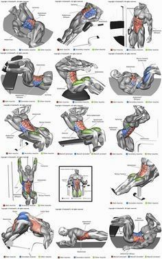 the muscles and their functions are shown in this diagram, which shows how they work