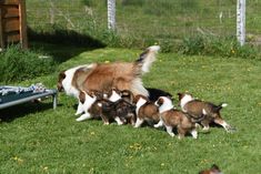 a group of dogs playing with each other on the grass in front of a fence