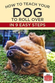 a dog laying in the grass with its head on it's paws and title how to teach your dog to roll over in 9 easy steps