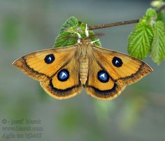 a close up of a butterfly on a branch