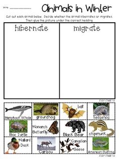 animals in winter worksheet with pictures and words to describe the different types of animals