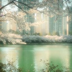 the trees are blooming in front of the water and tall buildings behind them on a foggy day