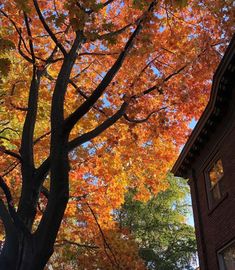 an orange and yellow tree in front of a brick building on a sunny fall day