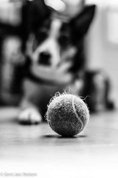 a black and white photo of a dog playing with a tennis ball on the floor