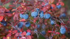 blue berries are growing on the branch of a bush with red and green foliage in the background