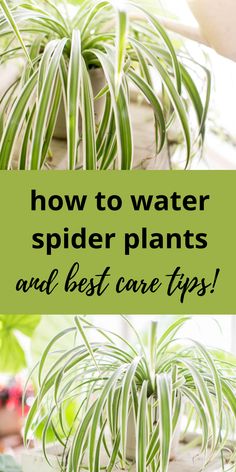 green spider plants and a watering can