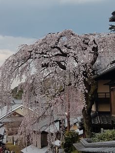 a large tree with lots of pink flowers in front of some buildings and people walking down the street