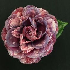 Camellia Fever: Brie's favorite winter indulgence Seasoned Veggies, Acid Loving Plants, Camellia Japonica, Southern Garden, Beautiful Flowers Images, Bright Winter, Winter Flowers