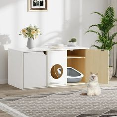 a white cat sitting on top of a rug in front of a cabinet and potted plant