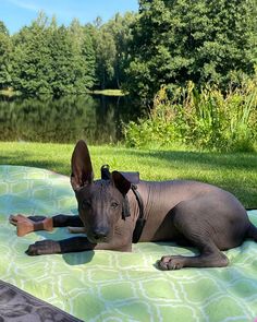 a hairless cat laying on top of a green blanket next to a body of water