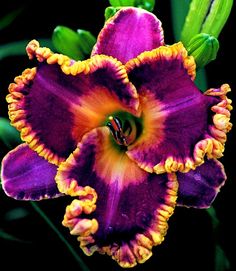 purple and yellow flower with green leaves in the background, closeup photo by seeds garden