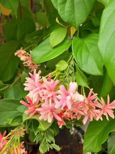 pink flowers are blooming on green leaves