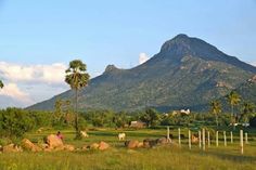 the mountains are in the distance with palm trees and grass around them, as well as people on horseback