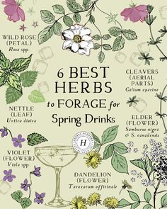 the best herbs to ferrage for spring drinks by various flowers and plants, including an