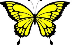 a yellow butterfly with black wings