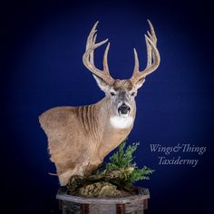 a white tailed deer standing on top of a tree stump in front of a blue background