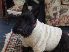 a small black dog sitting on top of a rug