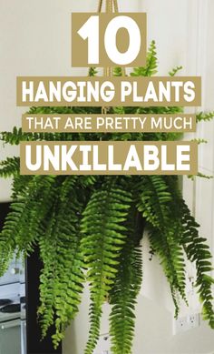 the top ten hanging plants that are pretty much unkilltable