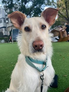 a white dog sitting on top of a lush green field