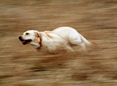 a blurry photo of a white dog running in the grass with it's mouth open