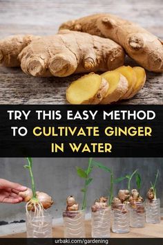 the process to cut ginger in water is shown with pictures and text that says try this easy method to cultivate ginger in water