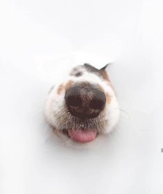 a close up of a dog's nose with it's tongue hanging out