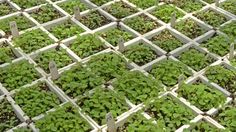 several rows of green plants growing in white plastic trays on the ground, with tags attached to them