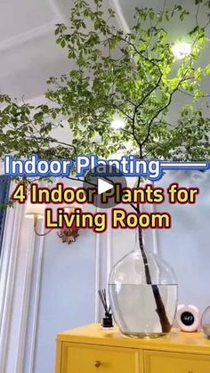 the indoor plants for living room are displayed