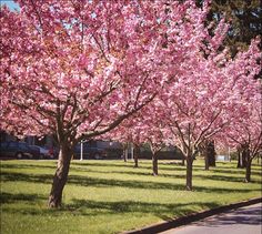 pink flowers are blooming on the trees in this park